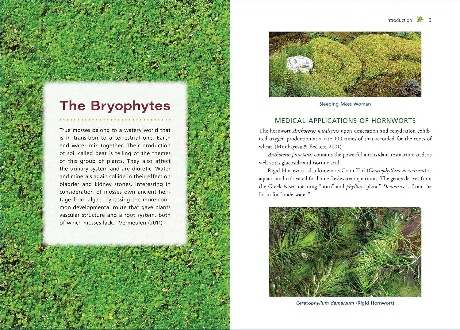 Moss Medicine: Indigenous Wisdom and Modern Pharmacology
