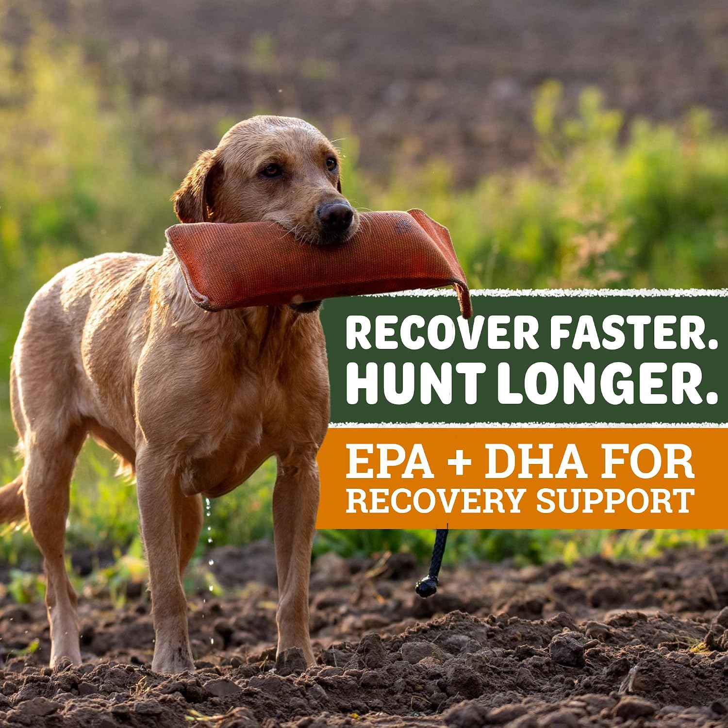 DogBone Omega 3 Fish Oil for Dogs - EPA + DHA Supplement for Hip & Joint, Heart, Skin Support - Omega 6 Fatty Acids - Help Hunting Dog Recovery - Improve Puppy, Senior Canine Health - 946ml Pump Bottle