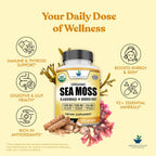 American Standard Supplements Cápsulas Orgánicas de Sea Moss, Bladderwrack y Burdock Root - 1200mg Sea Moss, 1200mg Bladderwrack, 225mg Burdock Root por Dosis - 120 Cápsulas, 40 Dosis