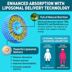 HOLLEGEND Liposomal TMG Suplemento Líquido, 1000mg Trimetilglicina como Betaína Anhidra, Alta Absorción, 60 ml