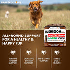Suplemento de Hongo Cola de Pavo para Perros – 170 Chewables – Multivitamínico con Hongos, Glucosamina y Probióticos