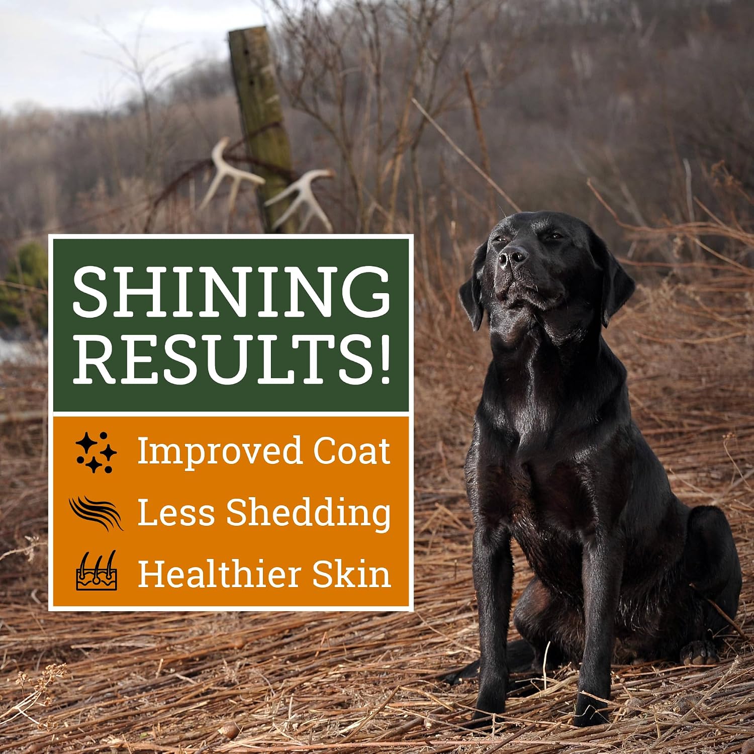 DogBone Omega 3 Fish Oil for Dogs - EPA + DHA Supplement for Hip & Joint, Heart, Skin Support - Omega 6 Fatty Acids - Help Hunting Dog Recovery - Improve Puppy, Senior Canine Health - 946ml Pump Bottle