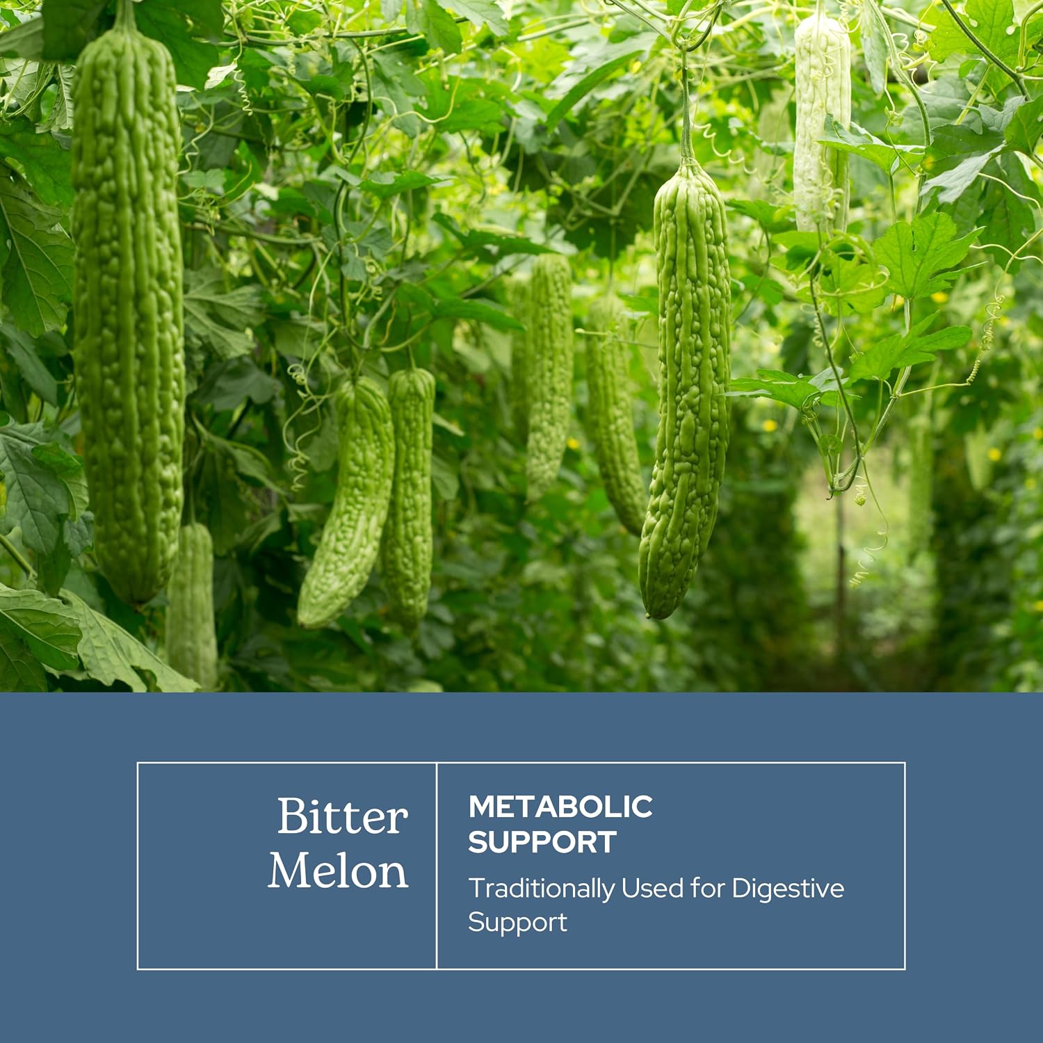 Eclectic Herb - Melón Amargo en Cápsulas (90 cápsulas, 200 mg)