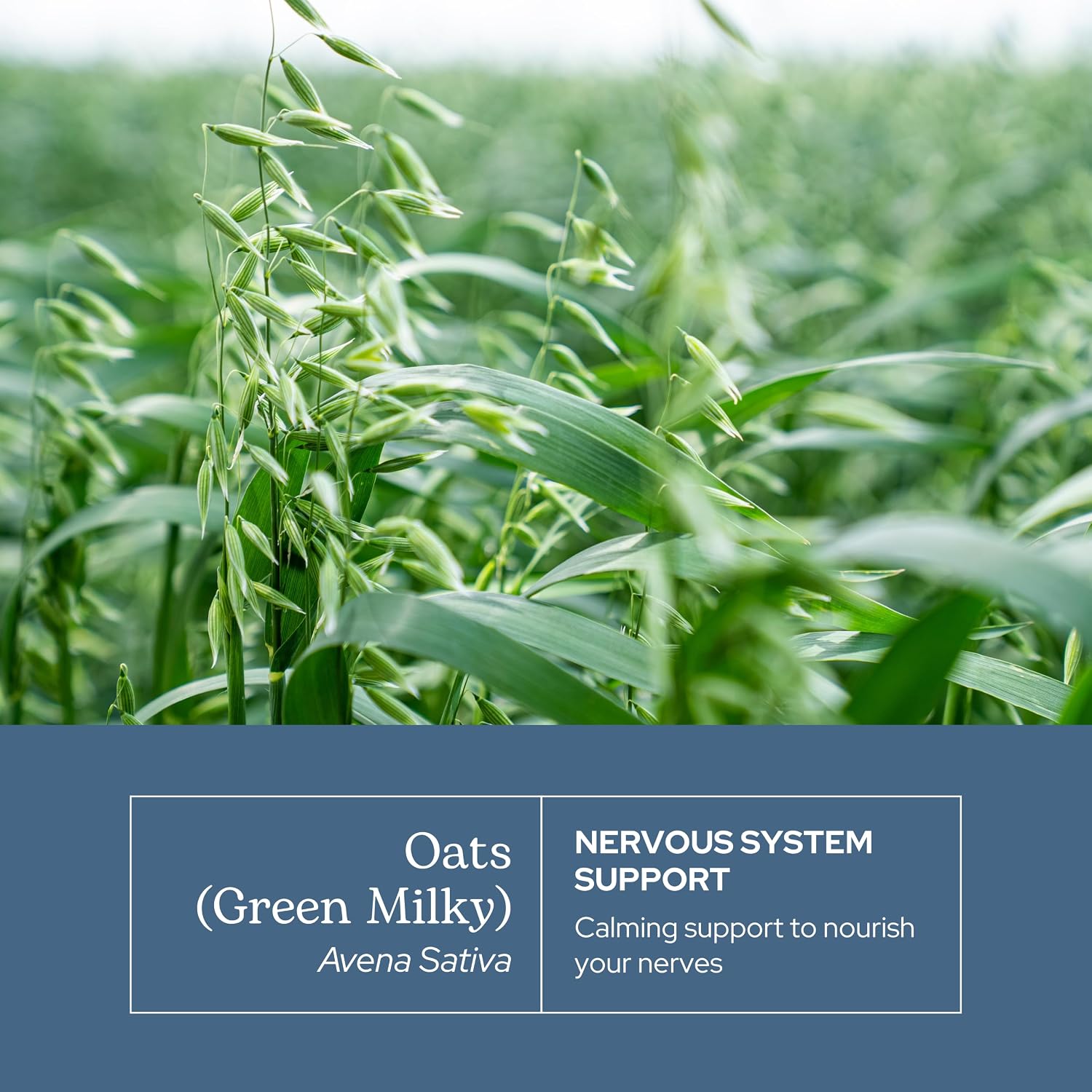 Eclectic Institute - Organic Avena Sativa Capsules | Nervous System Support | 90 Capsules of 375 mg