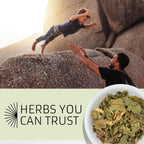 Evergreen Herbs Níspero 8 Oz - Eriobotrya Japonica (Níspero)
