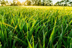 Pure Original Ingredients Cebada (Barley Grass) 730 Cápsulas - Sin Rellenos, Siempre Puro