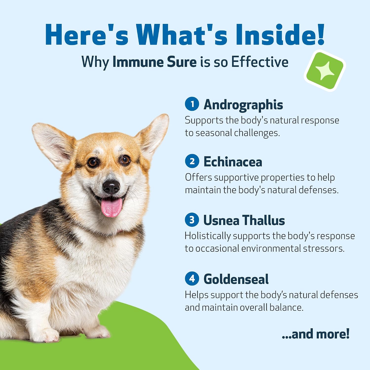 Pet Wellbeing Immune Sure para Perros - Apoya las Defensas Inmunitarias Normales, Equilibrio de la Flora Intestinal, Andrographis, Echinacea, Vitamina C, Zinc - Suplemento Herbario Formulado por Veterinarios 118 ml