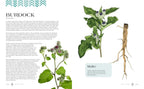 Raíces veneradas: enseñanzas ancestrales y sabiduría de las plantas silvestres, comestibles y medicinales
