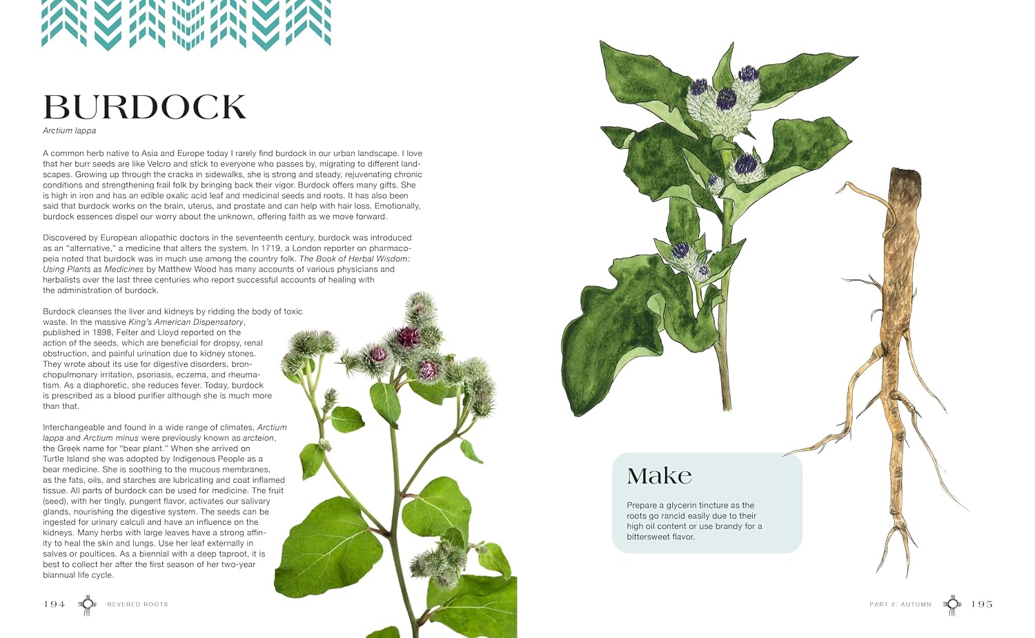 Raíces veneradas: enseñanzas ancestrales y sabiduría de las plantas silvestres, comestibles y medicinales