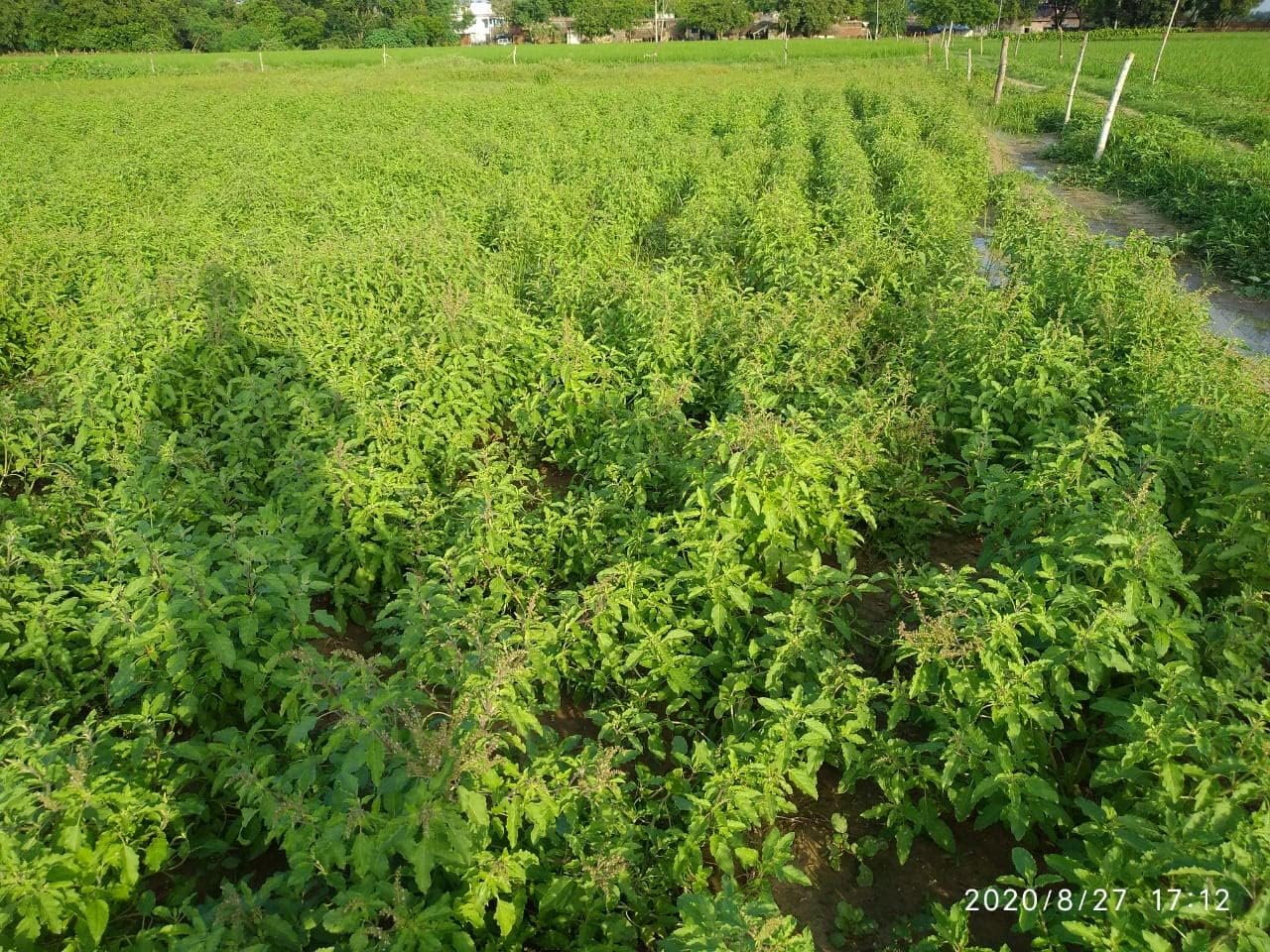 CARMEL ORGANICS Tulsi Leaves Powder 8 Ounce (227g) - Polvo de Hojas de Albahaca Sagrada 100% Natural
