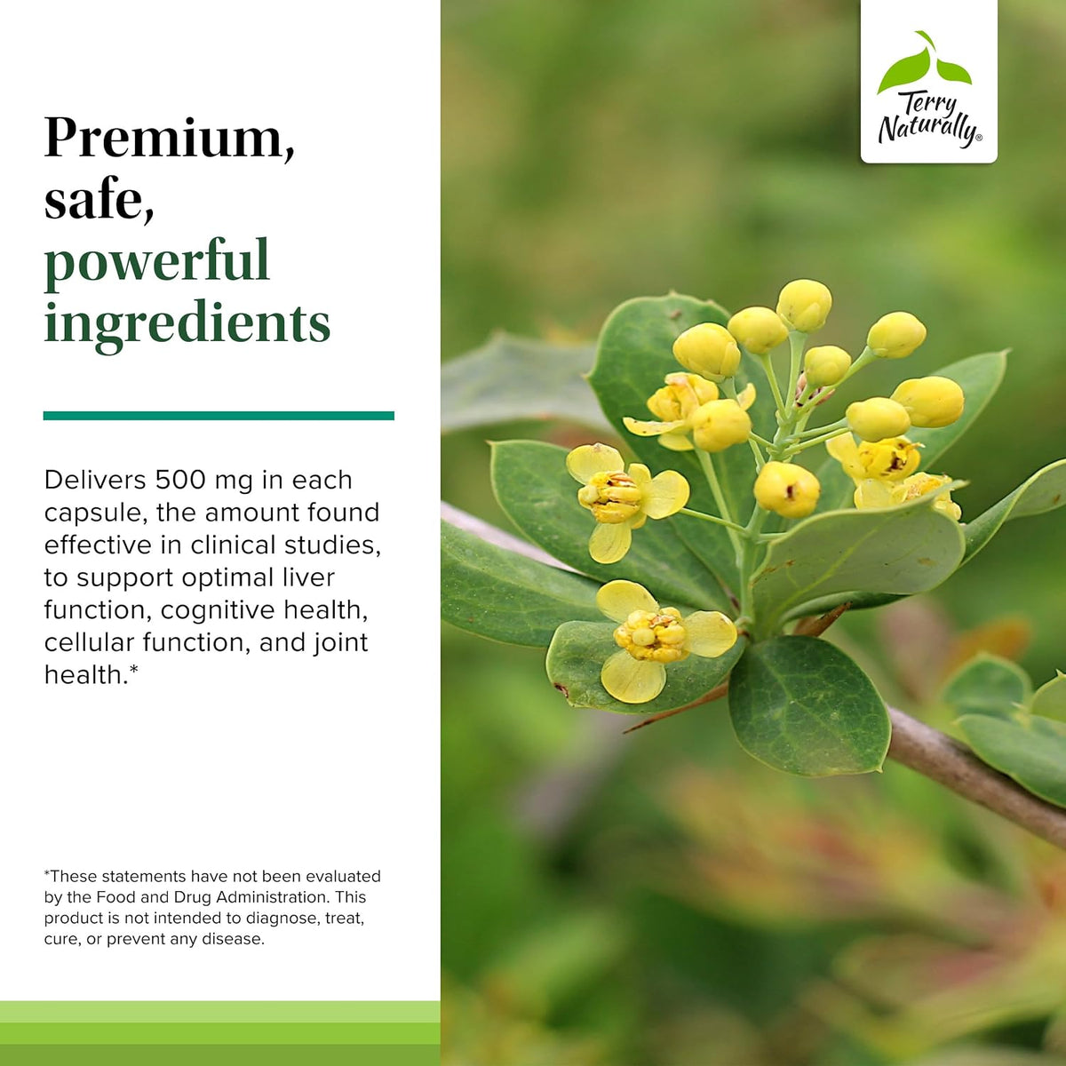 Terry Naturally Berberine - Suplemento con Berberina - 60 Cápsulas (Pack de 2) – Image 5
