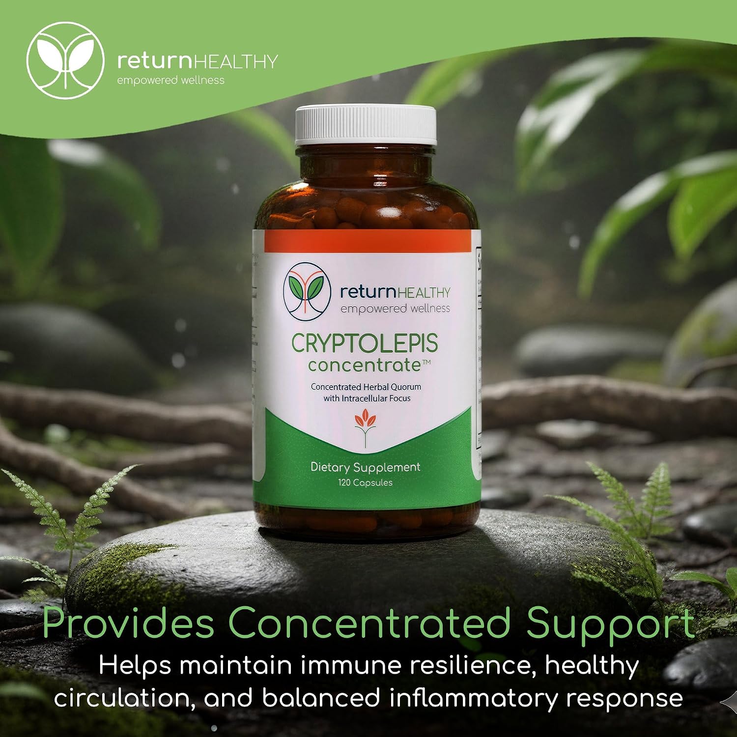 Return Healthy Cryptolepis Concentrate - 120 Cápsulas