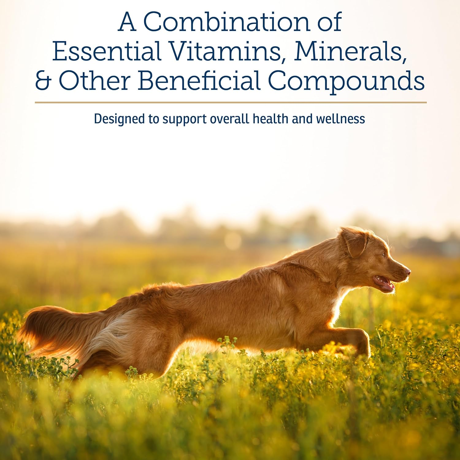Rx Vitamins Apoyo Nutricional - Combinación de Vitaminas, Minerales y Compuestos Esenciales para Perros y Gatos - 257g