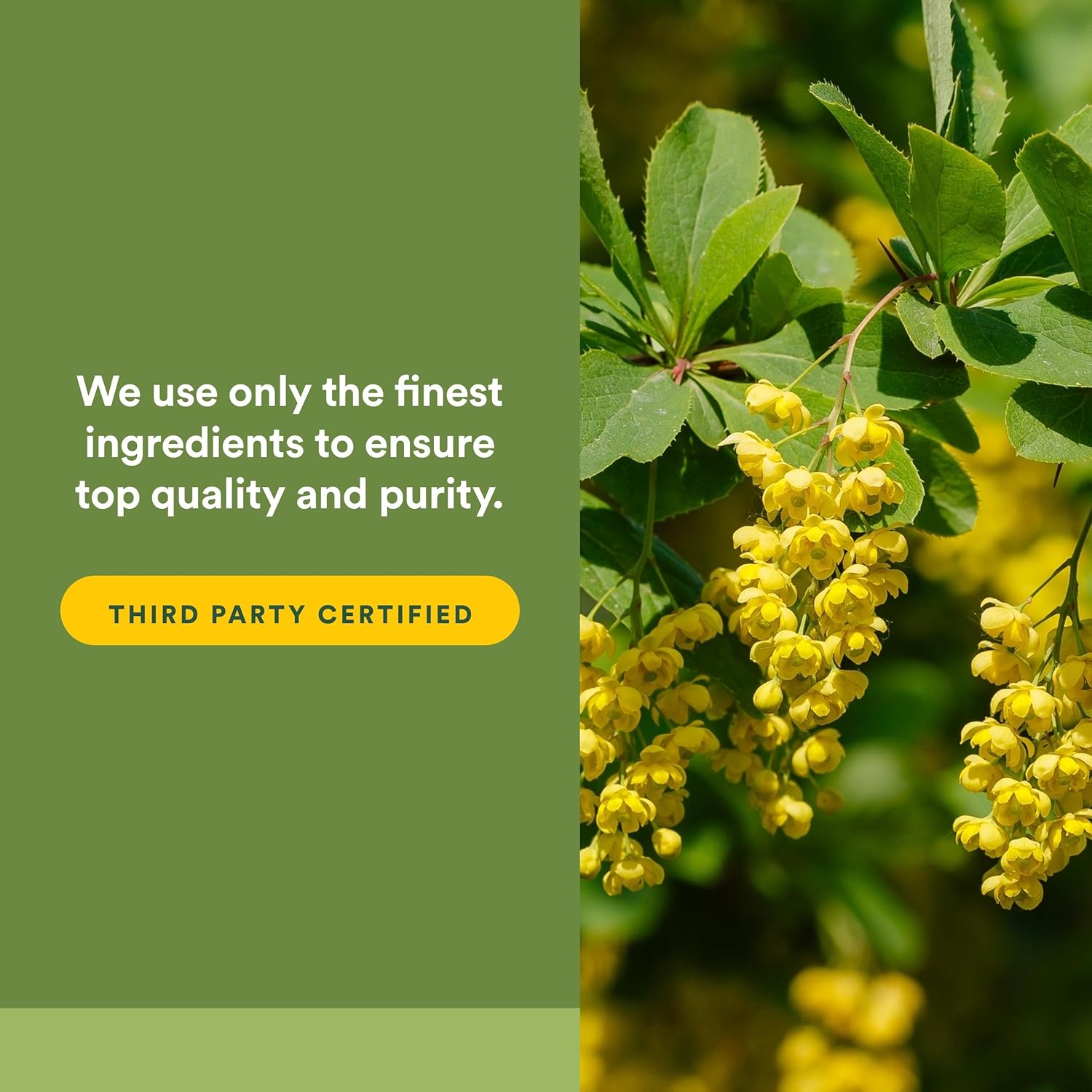 Natural Factors Berberine LipoMicel Matrix - 90 Cápsulas Blandas