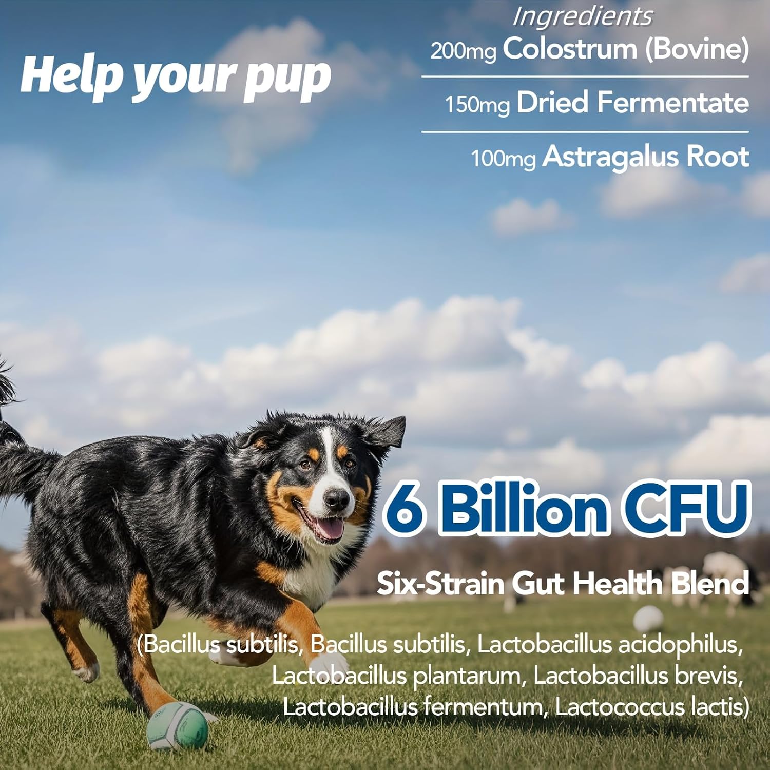 Probiotic Soft Chews 90 Chews