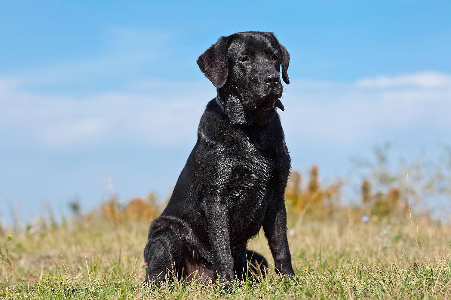 Life Balance Dog Tabs - Multivitamínico para perros con probióticos y enzimas