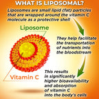 Vitamina C Liposomal 1500 mg con Acerola Orgánica y Camu Camu - 180 Cápsulas