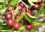 Food to Live - Polvo de Camu Camu Orgánico Liofilizado, 227 g