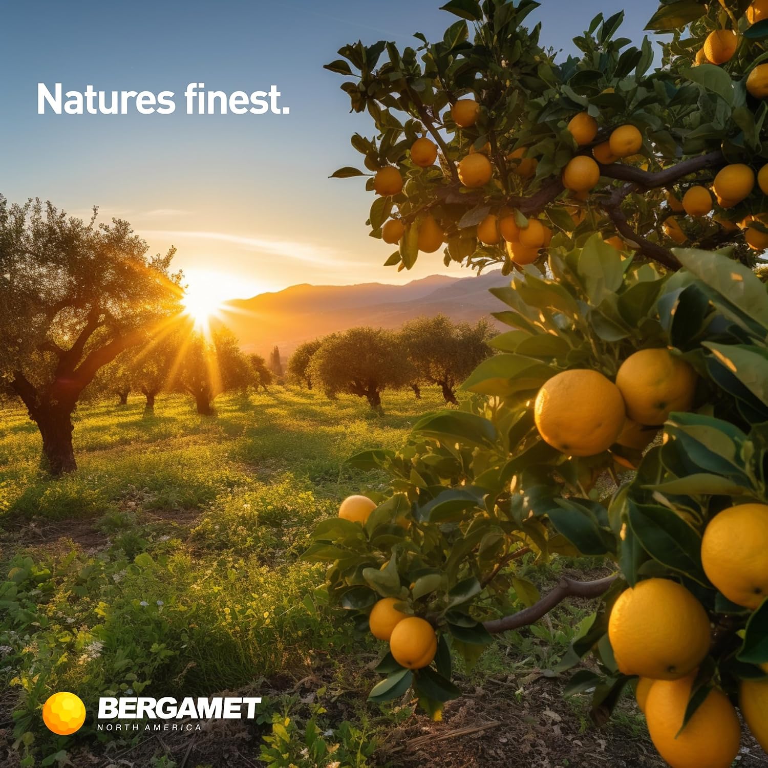 BergaMet Suplemento de Bergamota Cítrica, Extracto 170:1, 1200mg por Dosis, 80% Polifenoles, 120 Cápsulas, 2 Meses