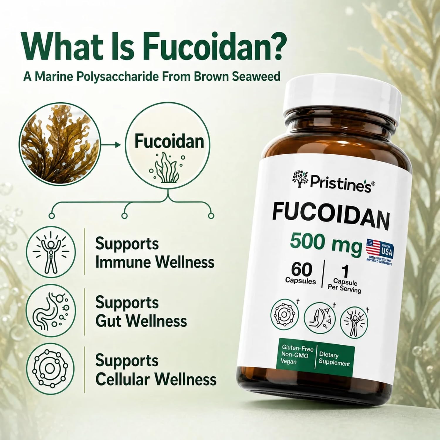 PRISTINE'S Fucoidan 500mg Cápsulas - 60 Días - Extracto de Alga Parda