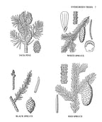 Medicinal and Other Uses of North American Plants: A Historical Survey with Special Reference to the Eastern Indian Tribes