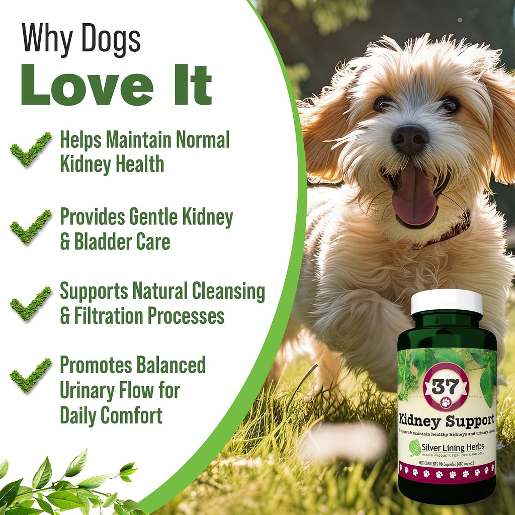 Kidney Support for Dogs – Canine Herbal Supplement for Kidneys and Bladder – 90 Capsules