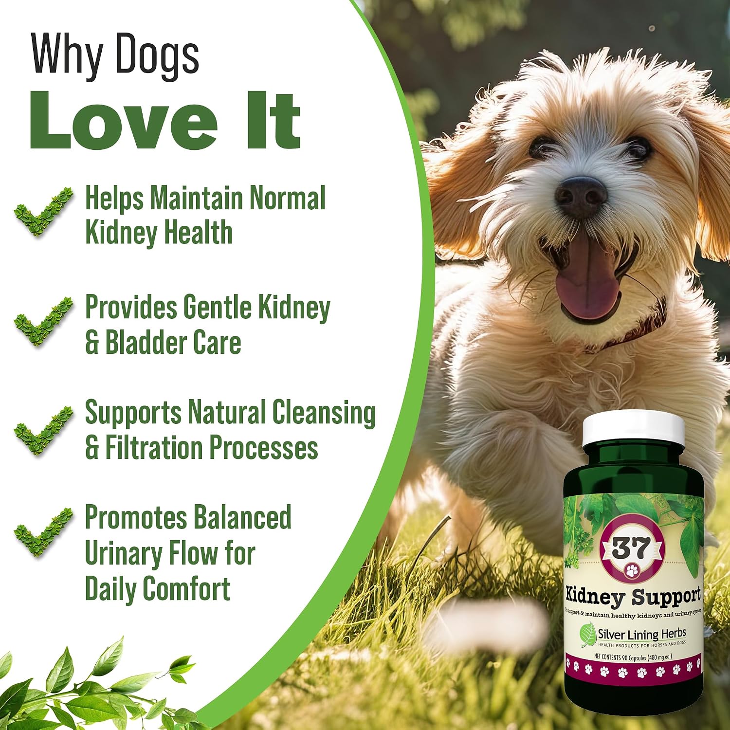 Kidney Support for Dogs – Canine Herbal Supplement for Kidneys and Bladder – 90 Capsules