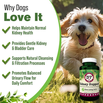 Kidney Support para Perros – Suplemento – Arándano : ayuda a mantener un tracto urinario saludable y un flujo – Image 2
