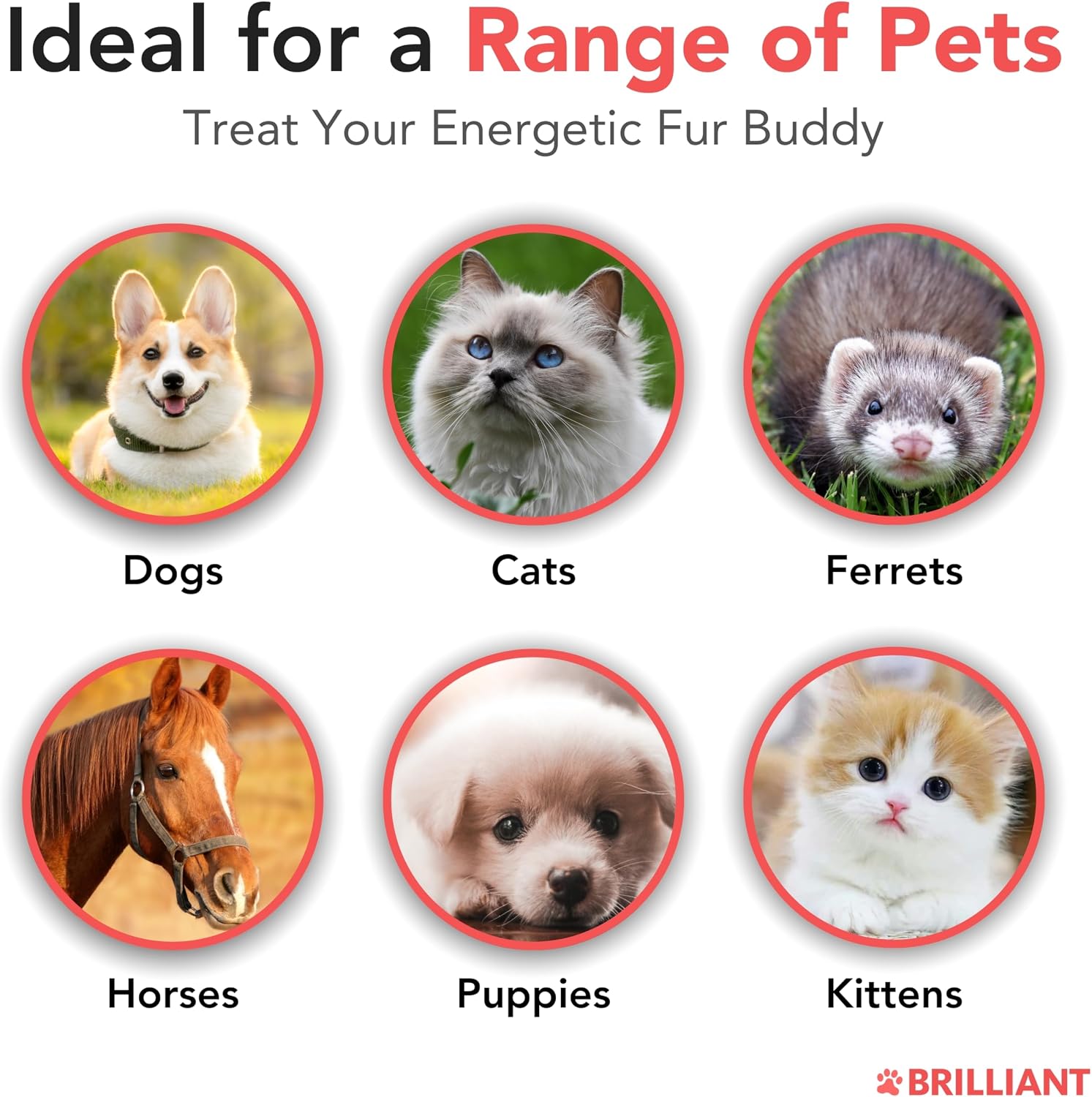 Brilliant Norwegian Salmon Oil for Dogs, Cats, Horse, Ferret - Pure Omega 3, 6 & 9 - 2x500 ml