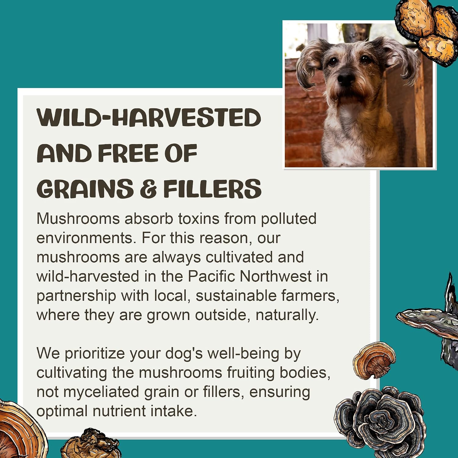 Vitality - 20-in-1 Turkey Tail Mushroom for Dogs - Mushroom & Adaptogen Supplement for Senior Dogs - Supporting Immune Health & Daily Wellness - with Reishi, Chaga
