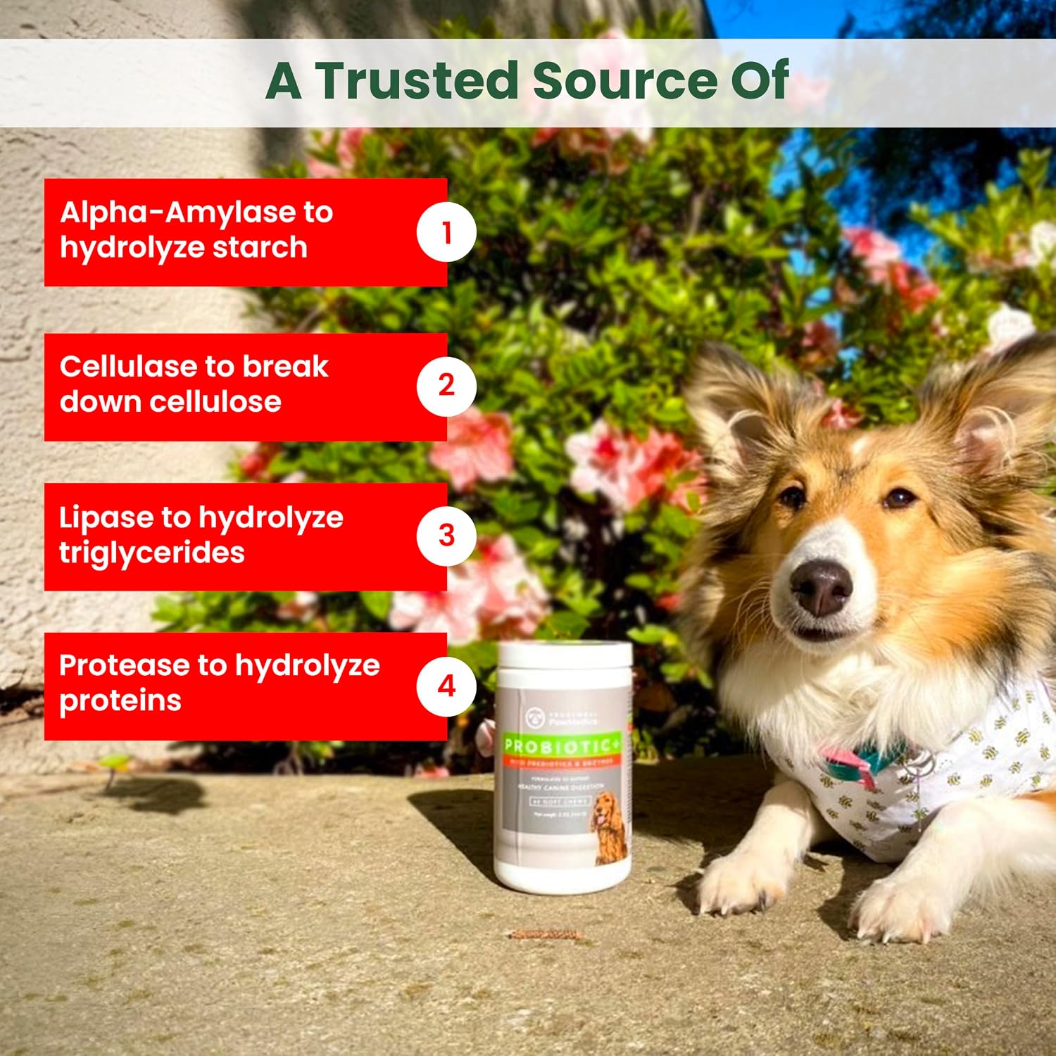 PawMedica Probióticos y Enzimas Digestivas para Perros - 60 Masticables