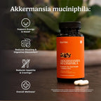 Akkermansia Probiótico con Inulina, 60 Cápsulas - Salud Intestinal y Metabolismo