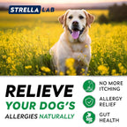 STRELLALAB Masticables para Alivio de Alergias y Picor en Perros con Omega 3: Apoyo para Piel y Pelaje con Aceite de Pescado, Calabaza y Enzimas para Perros y Gatos — Sabor Pollo BBQ - 180 unidades
