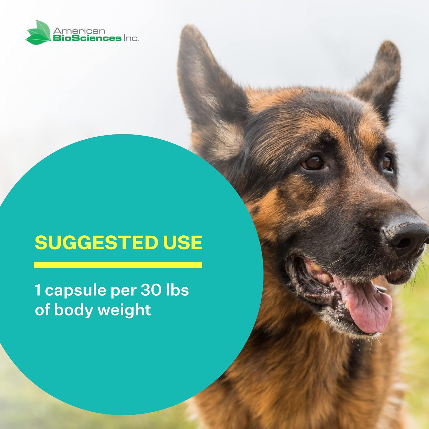American BioSciences NK-9, AHCC Suplemento para Perros y Gatos - Apoyo Inmunológico - 30 Cápsulas, 250mg/cápsula