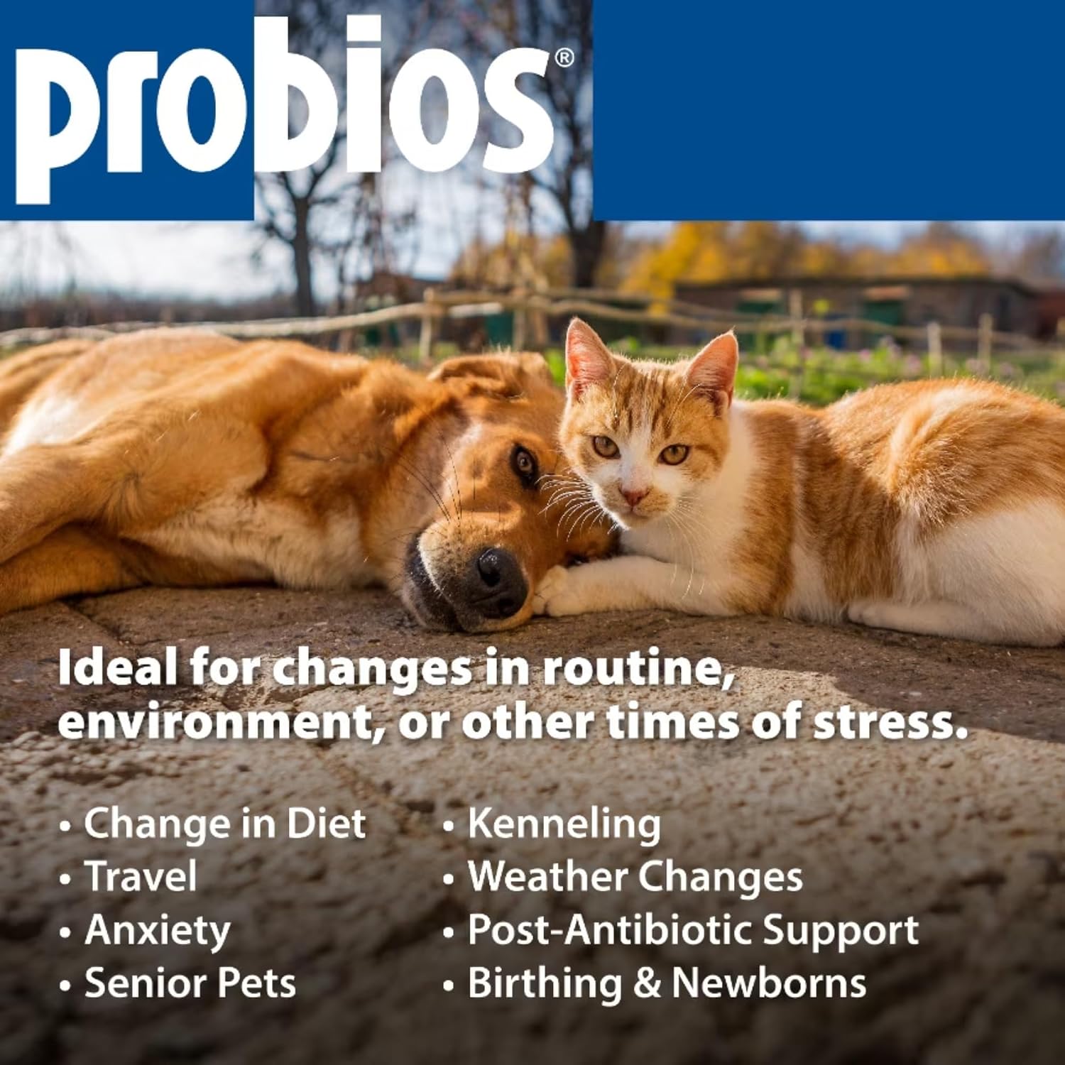 Probios Probiótico Digestivo para Perros 240g