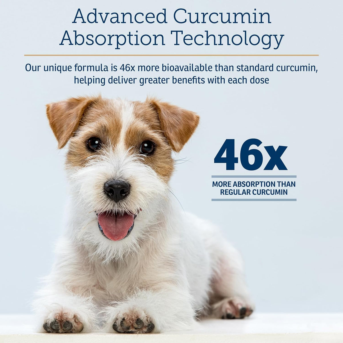 Rx Vitamins CurcuWIN - Curcumin for Dogs & – Función digestiva saludable: contribuye a mantener el equilibrio – Image 3