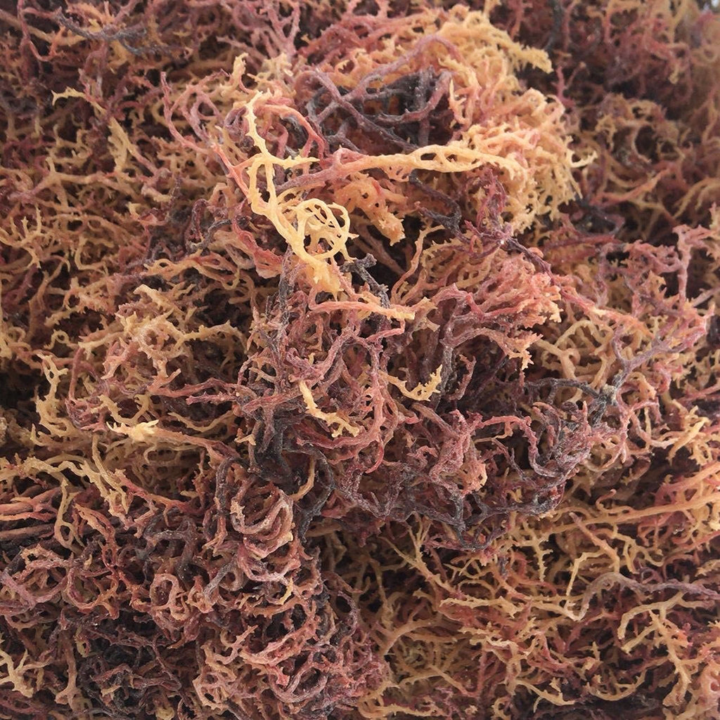 Polvo de Musgo Marino Silvestre - 227 g - Wildcrafted Irish Sea Moss - Sin Rellenos ni Aditivos