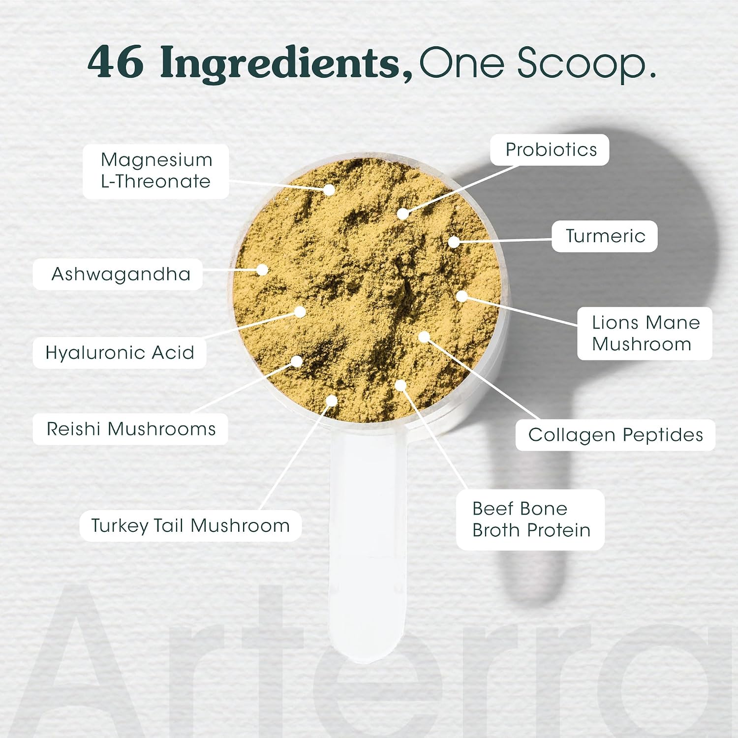 Complemento Alimenticio en Polvo para Perros Adultos – Longevidad Diaria – 46 Ingredientes para Salud Intestinal, Inmune y Cognitiva – 30 Dosis