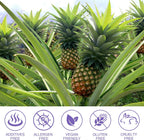 Gominolas de Piña para el Equilibrio Femenino con Probióticos y Vitamina C – 60 Gomitas
