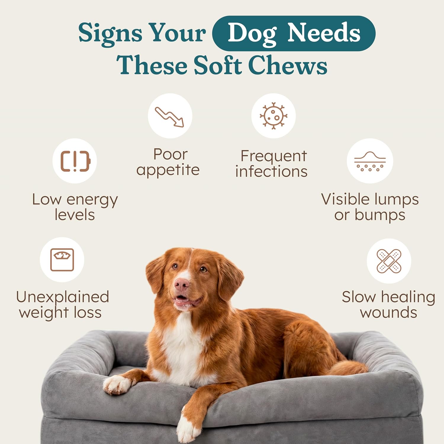 PetHeal Cancer Care Chews para Perros - Sabor a Cerdo - Apoyo para la Energía, Confort y Longevidad | Apoyo Inmunológico con Astrágalo y Bardana | Ayuda Digestiva | 30 Masticables Blandos, Revisado por Veterinarios
