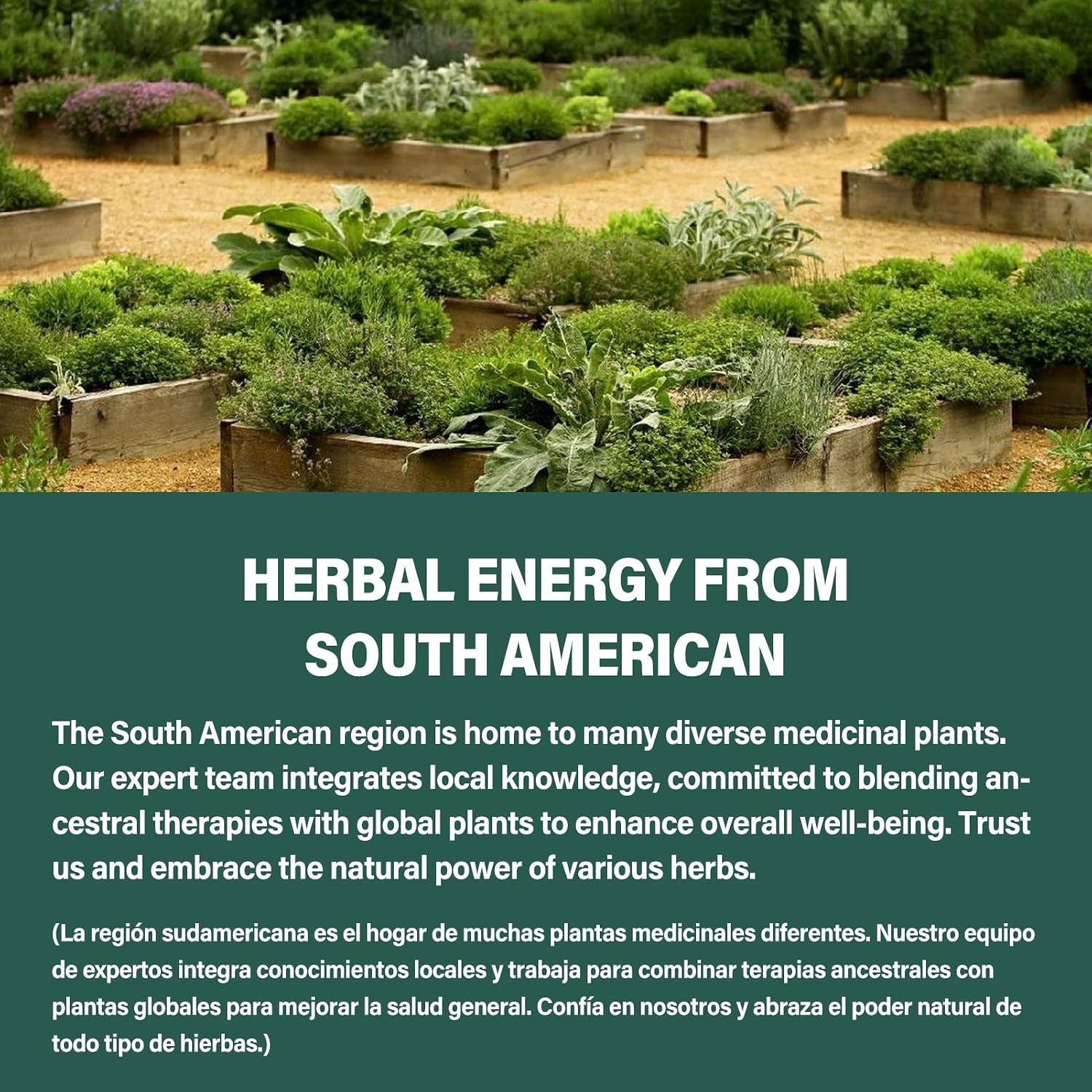 Cápsulas de Castaño de Indias y Diosmina para la Circulación - Suplemento Herbal 10 en 1 - 90 Cápsulas