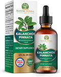 Kalanchoe Pinnata (Bryophyllum Pinnatum), Glicerito, Extracto Líquido de Hojas y Tallos Secos. Suplemento Herbal, Antioxidantes de Kalanchoe Pinnata-Siempreviva. 1 Frasco. 60 ml