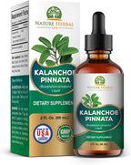Kalanchoe Pinnata (Bryophyllum Pinnatum), Glicerito, Extracto Líquido de Hojas y Tallos Secos. Suplemento Herbal, Antioxidantes de Kalanchoe Pinnata-Siempreviva. 1 Frasco. 60 ml