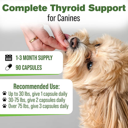 Suplemento Tiroideo Natural para Perros con – Cardo mariano : Conocido por su apoyo al hígado gracias a la – Image 5