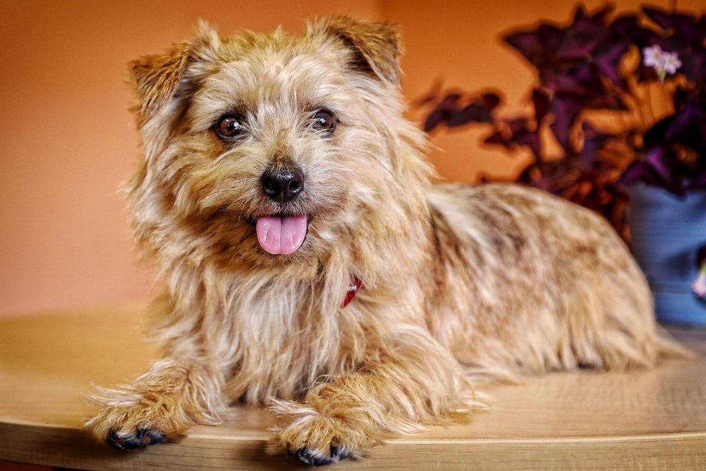 In Clover Grin Masticable Dental Natural para Perros