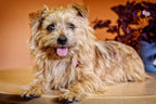 In Clover Grin Masticable Dental Natural para Perros