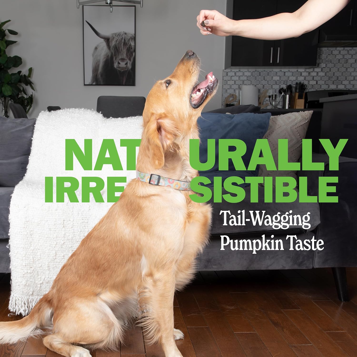 Deley Naturals Probióticos Plus Masticables para Perros - 5 Mil Millones UFC con Enzimas Digestivas - Sabor a Calabaza - 90 Unidades