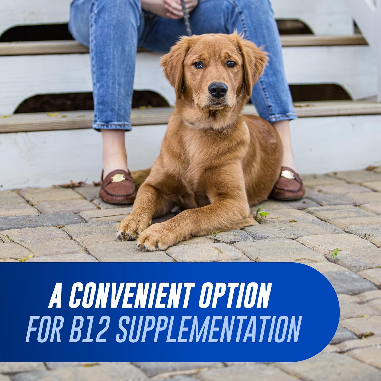 Nutramax Cobalequin B12 para perros - Suplemento de cobalamina con folato - para perros de más de 10 kg - Comprimidos masticables - 45 unidades