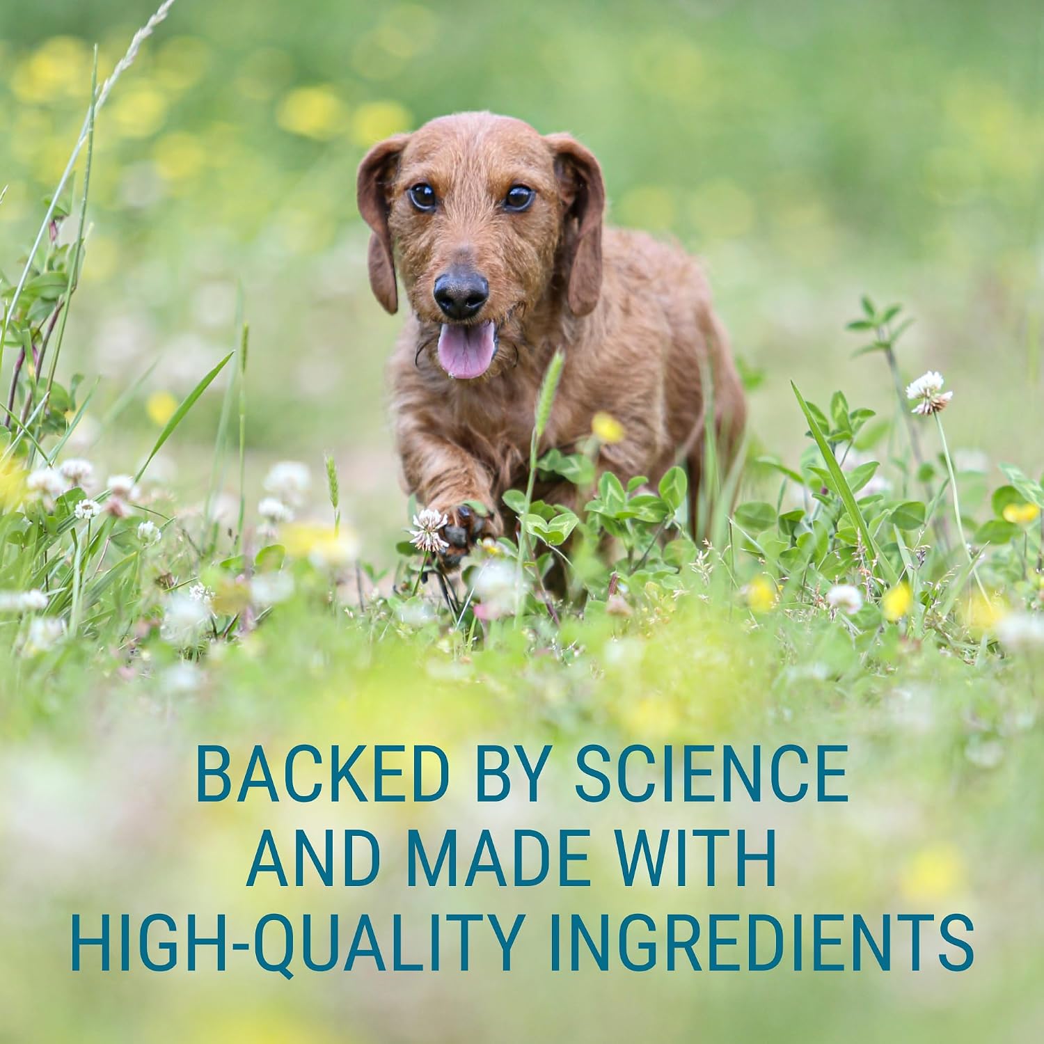 Denosyl for Medium Dogs - Supplement with S-adenosylmethionine (SAMe) - 30 Tablets