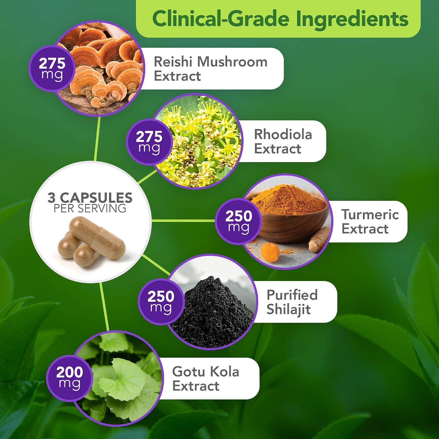 Vital Plan Daily Herbal Supplement - Suplemento Herbario con Reishi, Cúrcuma y Rhodiola